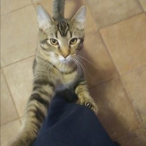 Meet your Posher, Alexa